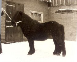 Deckhengst Xavier van Neer (Shetland Pony, 1964, von Randolph van Stal Rodichem)