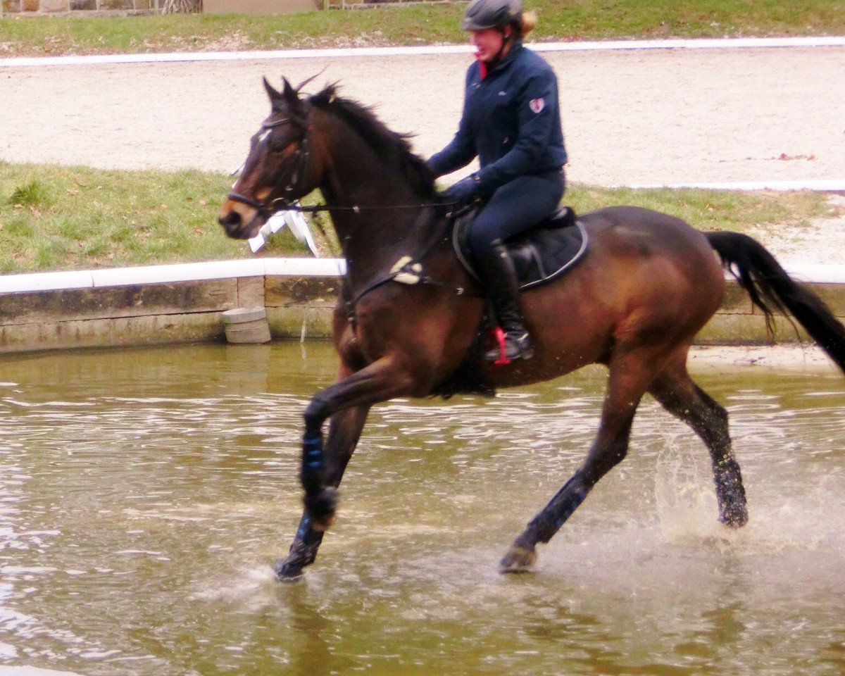 jumper Francesco Hill (Hanoverian, 2007, from For Edition)