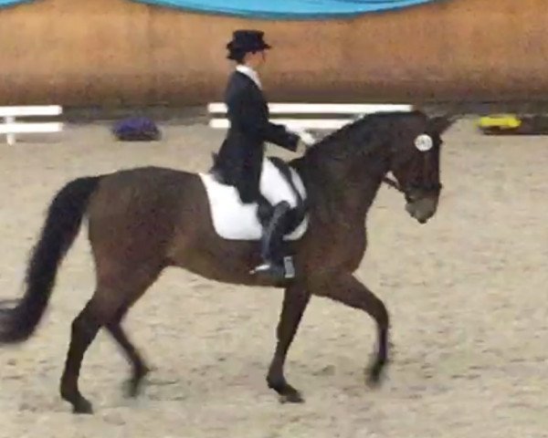 dressage horse Don Loxley (KWPN (Royal Dutch Sporthorse), 2008, from Lord Loxley I)