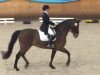 dressage horse Don Loxley (KWPN (Royal Dutch Sporthorse), 2008, from Lord Loxley I)