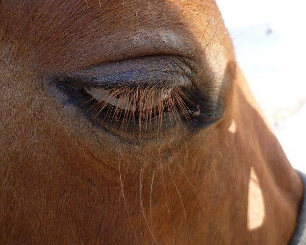 jumper Feodora (Trakehner, 2009, from For Edition)