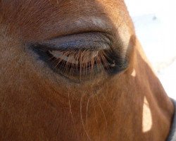 Springpferd Feodora (Trakehner, 2009, von For Edition)