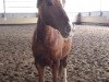 stallion Campari (German Riding Pony, 2004, from Cornett)