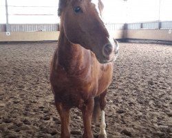 Deckhengst Campari (Deutsches Reitpony, 2004, von Cornett)