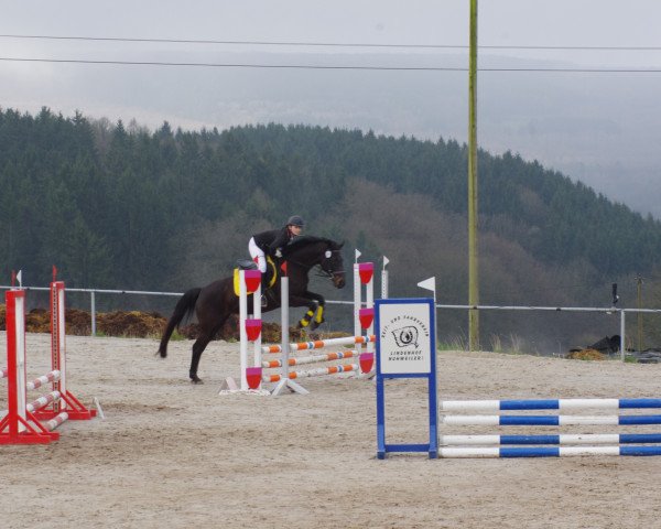 Springpferd Falina 29 (Hessisches Warmblut, 1996, von Fabiolo xx)