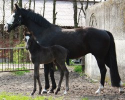 broodmare Marubia (Oldenburg, 1995, from Rubinstein I)