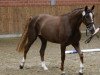 broodmare Emilia (Oldenburg, 2008, from Hoftanz)