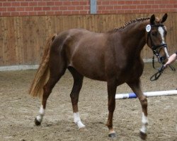 broodmare Emilia (Oldenburg, 2008, from Hoftanz)