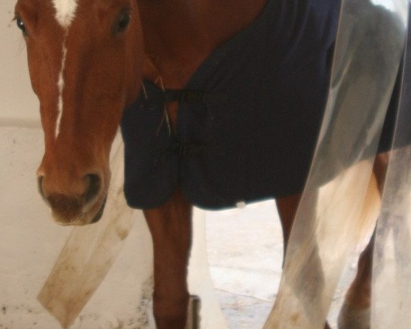 Pferd Dun It cool girl (Quarter Horse, 2009, von Badgers Son Freckles)