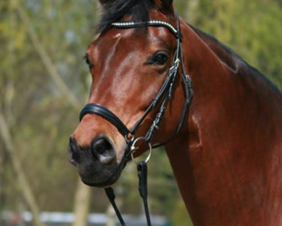 Dressurpferd Soulmate 5 (Oldenburger, 2005, von Stedinger)