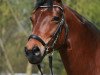 dressage horse Soulmate 5 (Oldenburg, 2005, from Stedinger)