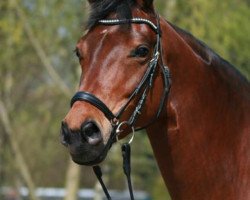 dressage horse Soulmate 5 (Oldenburg, 2005, from Stedinger)