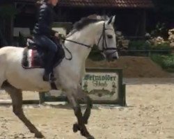 dressage horse Aljosca (KWPN (Royal Dutch Sporthorse), 2005, from Onze Fons)