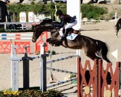 jumper Cilotta M (KWPN (Royal Dutch Sporthorse), 2007, from Stakkato)