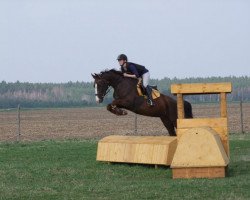 dressage horse Samba del Sol (Oldenburg, 2007, from Samba Ole)