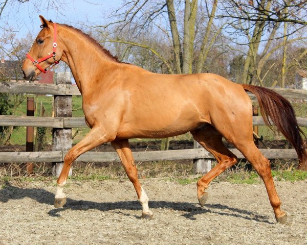 Dressurpferd Higgens (KWPN (Niederländisches Warmblut), 2012, von Bretton Woods)