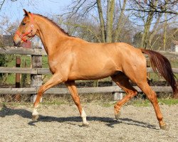 dressage horse Higgens (KWPN (Royal Dutch Sporthorse), 2012, from Bretton Woods)