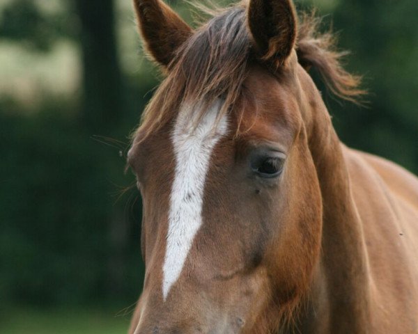 dressage horse Bayamo 4 (German Riding Pony, 2013, from Black Champion)