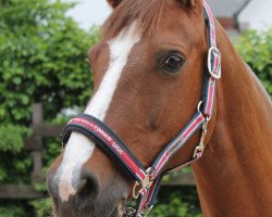 dressage horse Valentina 73 (German Riding Pony, 2002, from Ulfenbach Vivaldi)