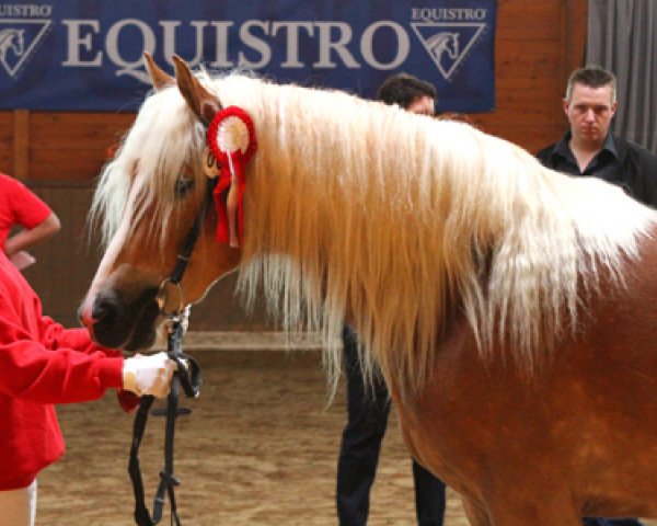 broodmare Indira (Haflinger,  , from Nobelius)