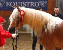 Zuchtstute Indira (Haflinger,  , von Nobelius)