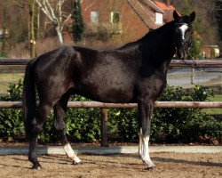 jumper Ernie TF (Hanoverian, 2012, from Escudo I)