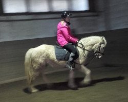 horse Blondie (German Riding Pony,  )