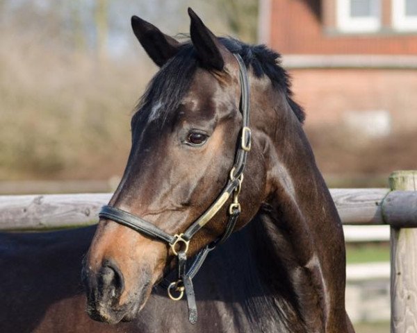 broodmare Donna Rosina 2 (Oldenburg, 2007, from Don Romantic)