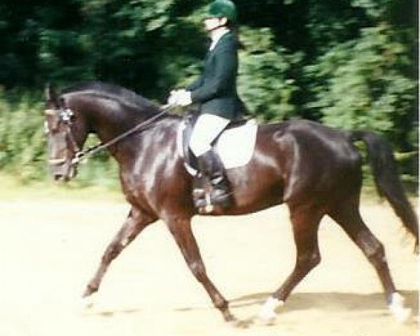 horse Great Gorden (Hanoverian,  , from Graf Grannus)