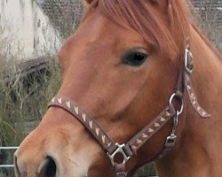 dressage horse Nuxus (German Riding Pony, 2013, from Notre Dame)