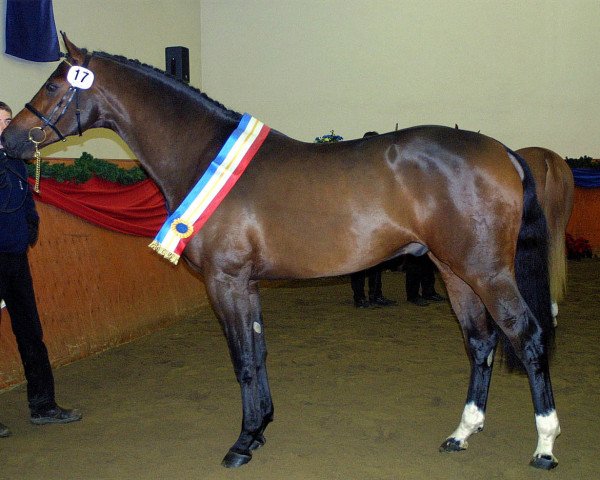 Dressurpferd Justus 82 (Mecklenburger, 1998, von Juventus)