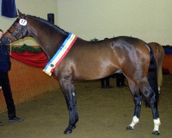 dressage horse Justus 82 (Mecklenburg, 1998, from Juventus)