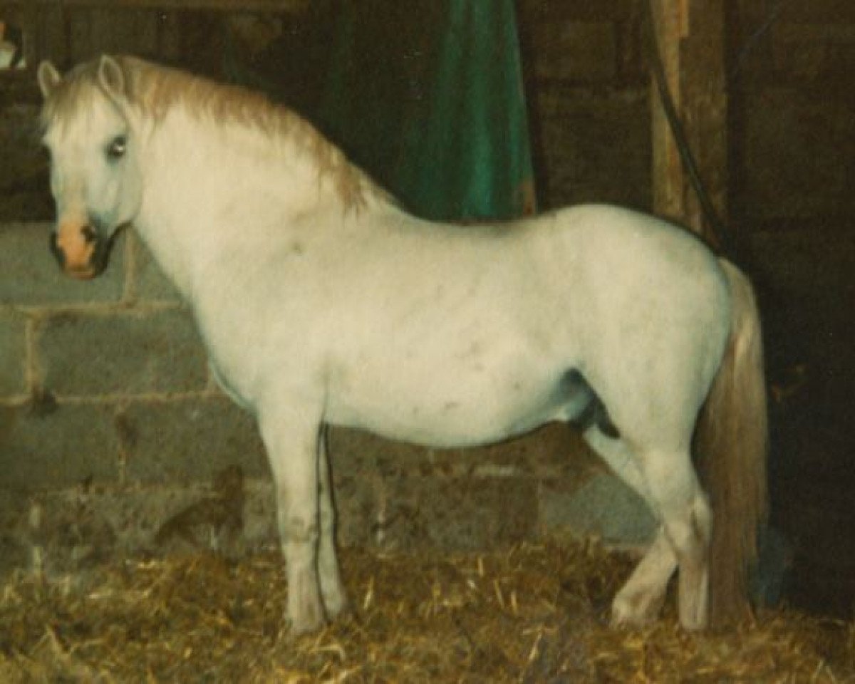 stallion Polaris Royal Flush (Welsh mountain pony (SEK.A), 1965, from Fayre Playmate)