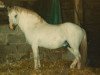 stallion Polaris Royal Flush (Welsh mountain pony (SEK.A), 1965, from Fayre Playmate)