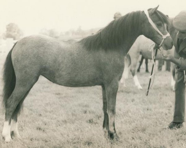 broodmare Polaris Sonnet. (Welsh mountain pony (SEK.A), 1968, from Polaris Royal Flush)