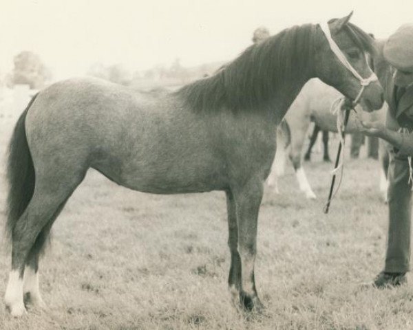 Zuchtstute Polaris Sonnet. (Welsh Mountain Pony (Sek.A), 1968, von Polaris Royal Flush)