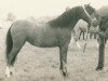 broodmare Polaris Sonnet. (Welsh mountain pony (SEK.A), 1968, from Polaris Royal Flush)