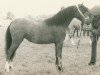 Zuchtstute Polaris Sonnet. (Welsh Mountain Pony (Sek.A), 1968, von Polaris Royal Flush)