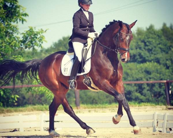 Pferd Pepino Classico (Westfale, 2009, von Praktiker)