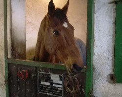 horse Silvester One (Belgian Warmblood, 1995, from Coriolan)