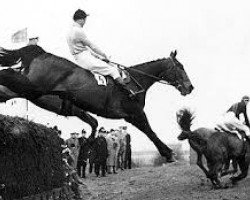 stallion Grey Robinson xx (Thoroughbred, 1723, from Bald Galloway xx)