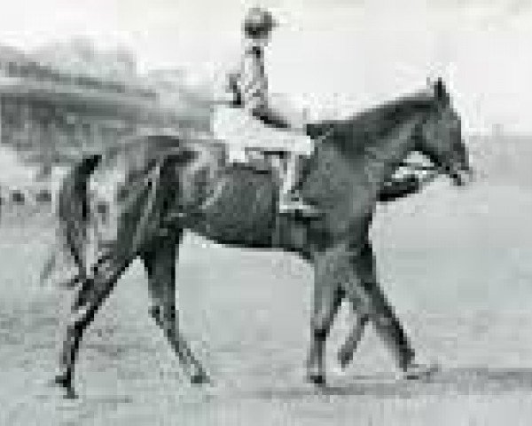 stallion St. Ferjeux xx (Thoroughbred, 1890, from Florestan xx)