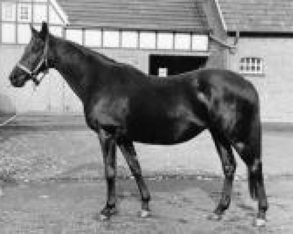 broodmare Goldinuss (Thoroughbred, 1942, from Golddust Shoemaker)