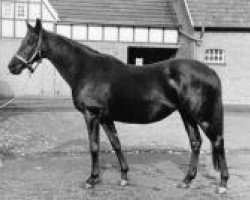 broodmare Goldinuss (Thoroughbred, 1942, from Golddust Shoemaker)