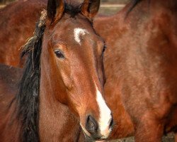 horse Pasaquina (Hannoveraner, 2013, from Quality Boy)