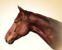 dressage horse Rosenstolz (German Sport Horse, 2011, from Rosenstein)