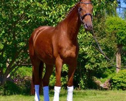 dressage horse Cleopatra (German Sport Horse, 2008, from Renier)