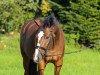 Springpferd Luis For Fun (Polnisches Warmblut, 2008, von Larron)