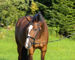 jumper Luis For Fun (Polish Warmblood, 2008, from Larron)