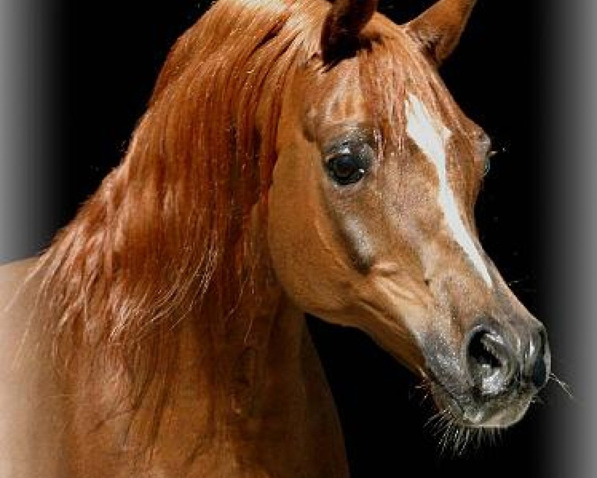 stallion Mirok Monpelou ox (Arabian purebred, 1990, from Vatican 1983 ox)